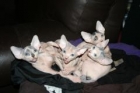 071220020002_Kittens_814