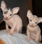 071220020003_kitties_728