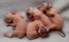 071220020005_kitties