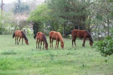 Yearlings 2008