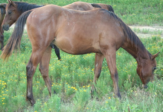 Brudder colt