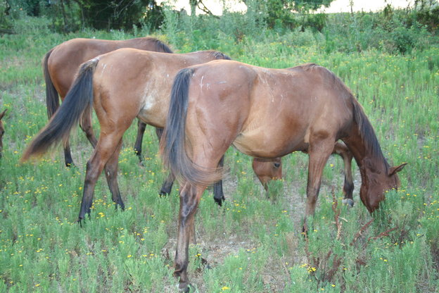 Brudder colt