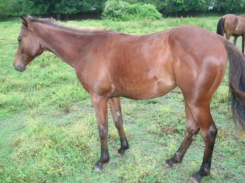 Sugar filly Sugar filly