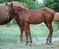lizzie 09 colt Ivan